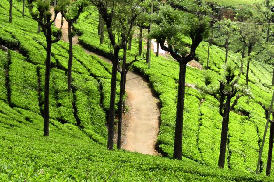 COORG, MYSORE, OOTY, KODAIKANAL Tour Package